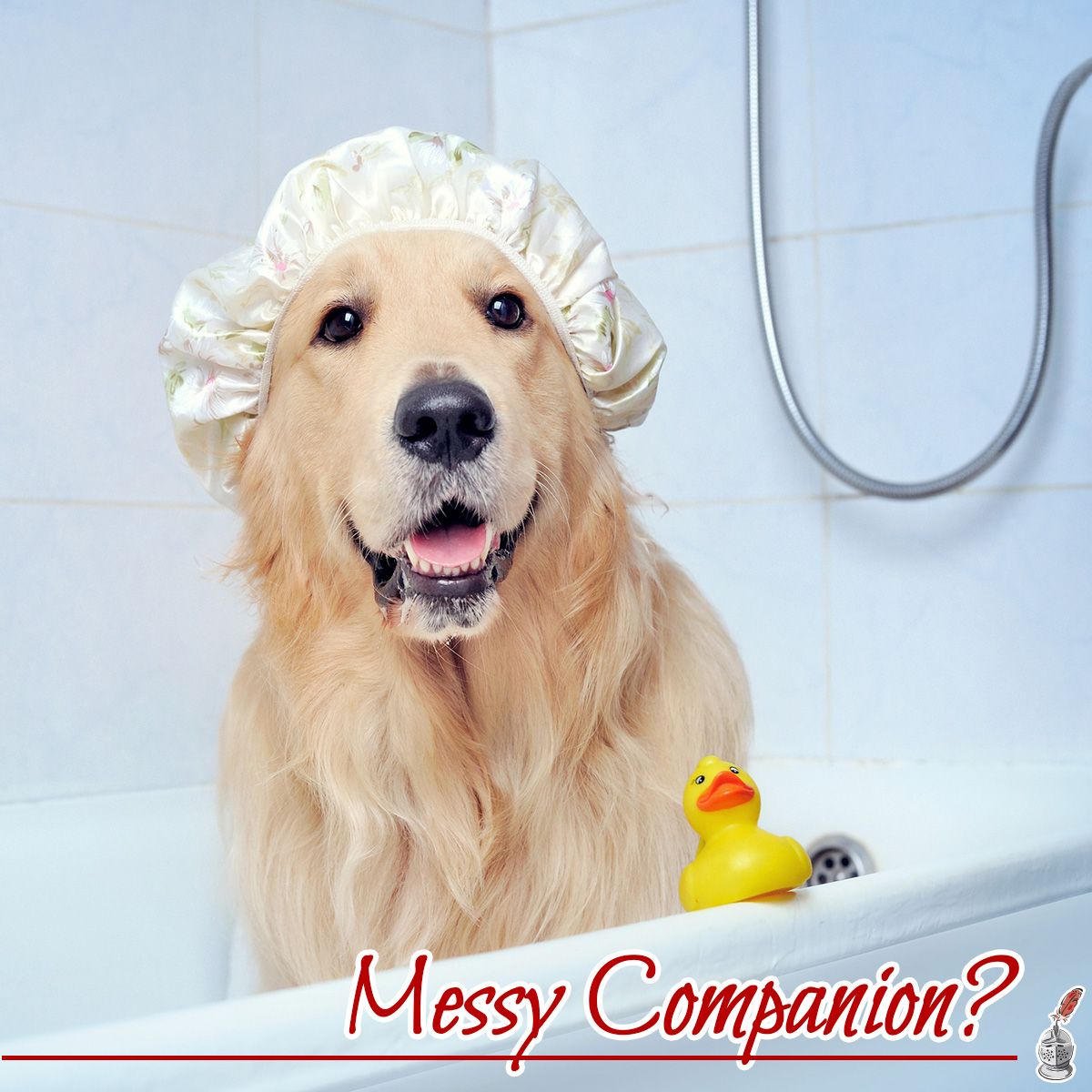 Messy Companion?
